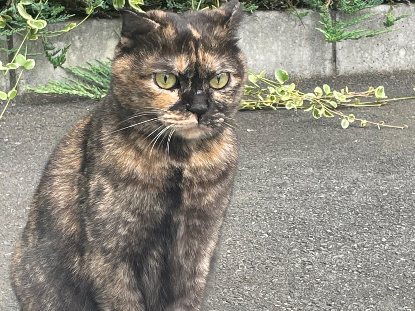 目撃された猫