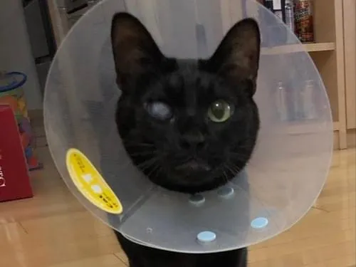 片目が白い黒猫を探しています
