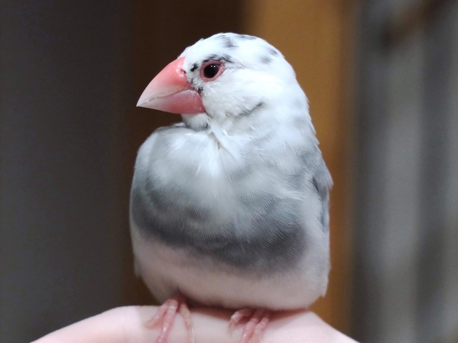 保護された鳥 保護された鳥