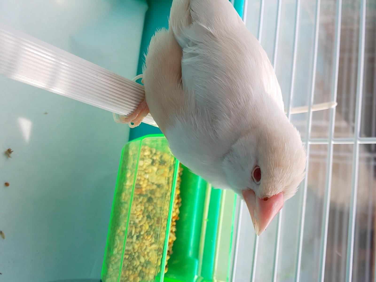 保護された鳥 保護された鳥