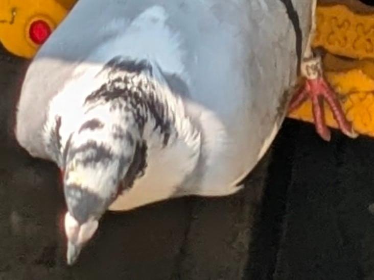 目撃された鳥 目撃された鳥