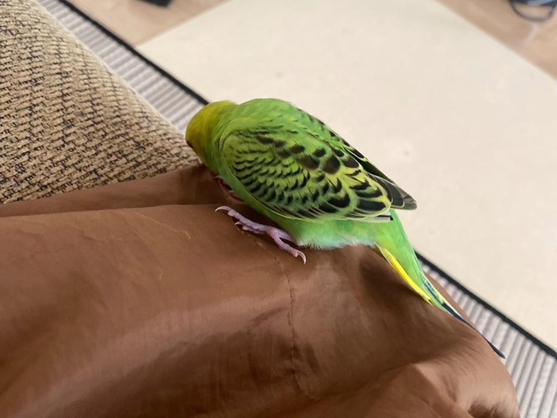 すずちゃん