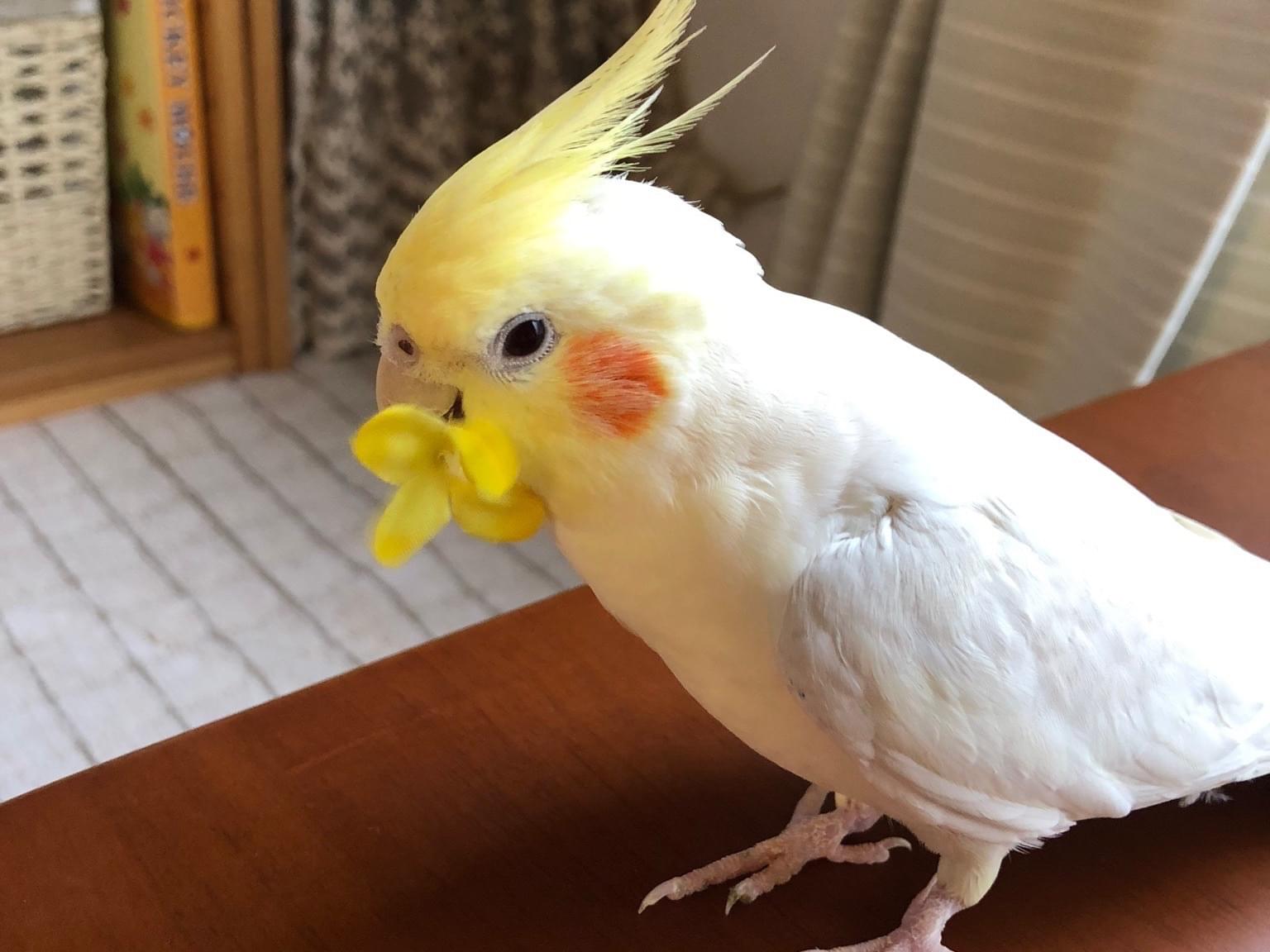 ももたろうちゃん ももたろうちゃん