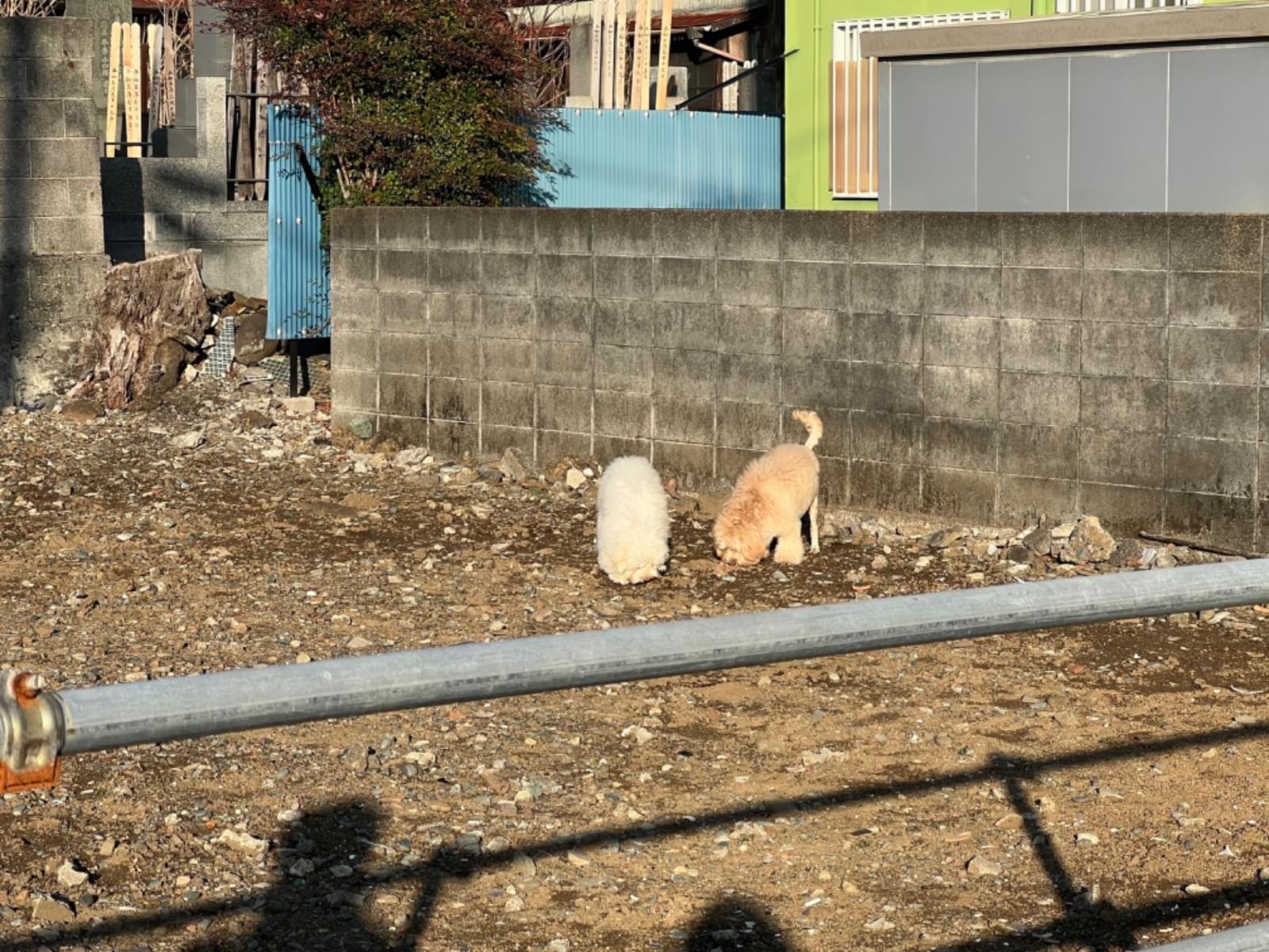 目撃された犬 目撃された犬