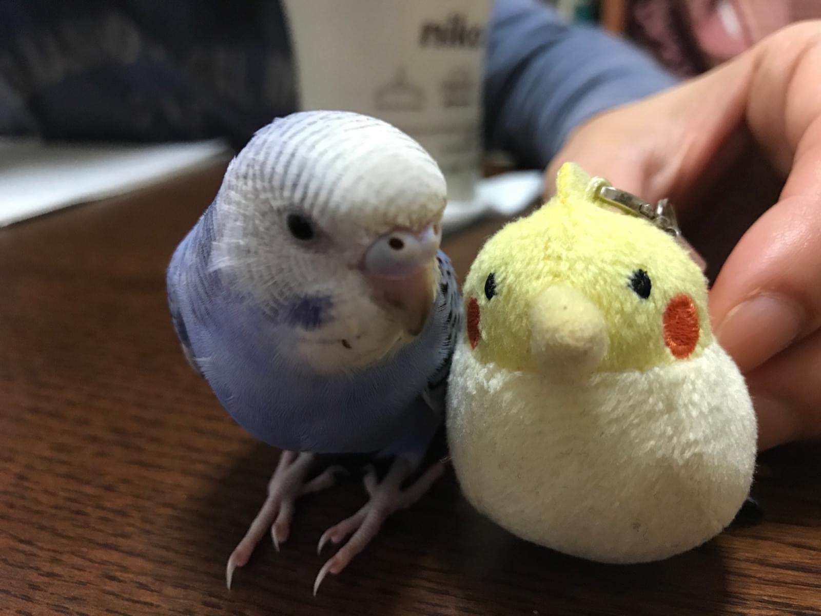 ピノちゃん ピノちゃん