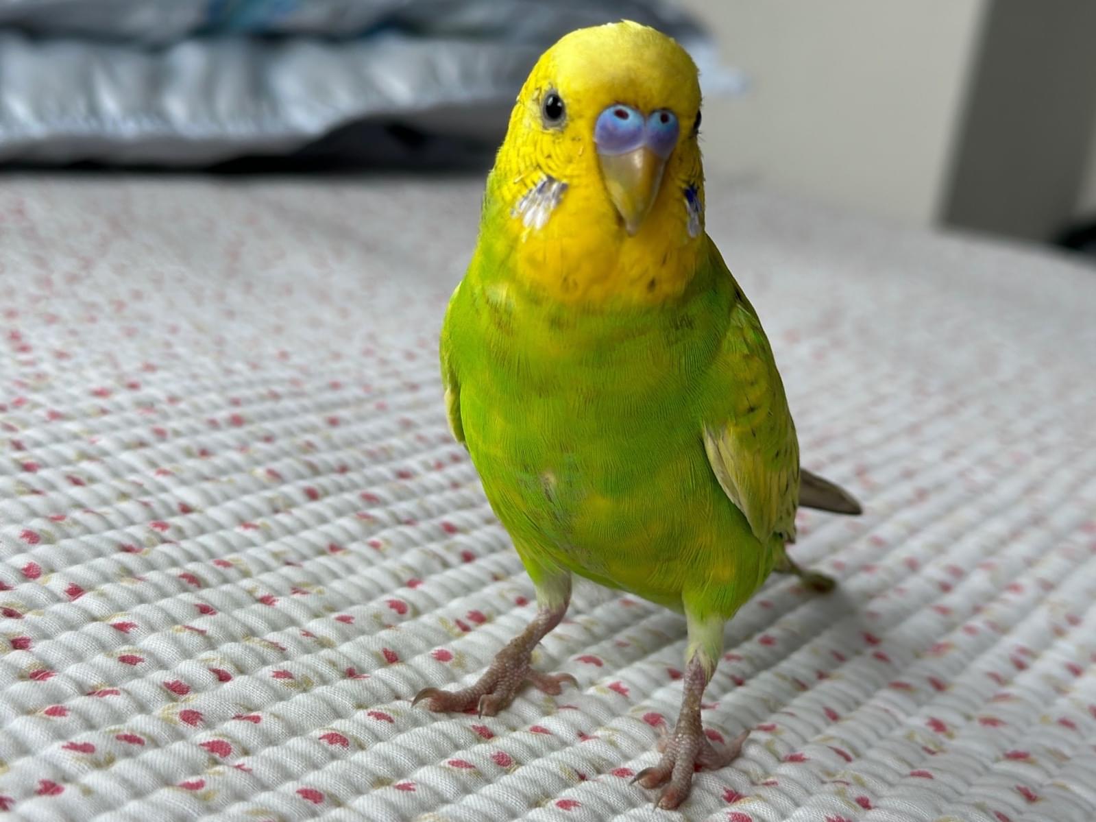 ブンちゃん ブンちゃん