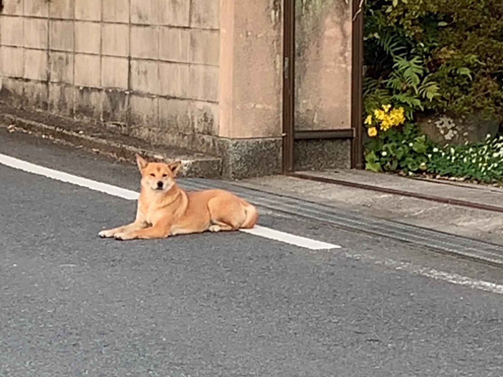 目撃された犬 目撃された犬