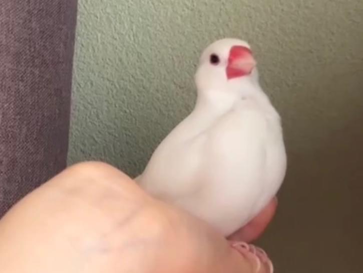 ぶんちょちゃん