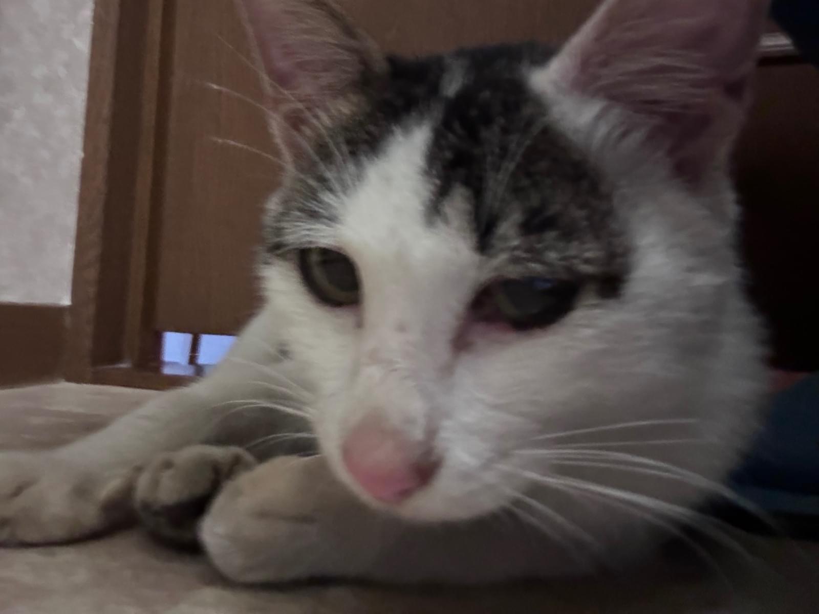 保護された猫