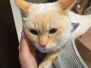 イソベサンタ アニマルサンタ ネコ 茶白 アニマルカラー