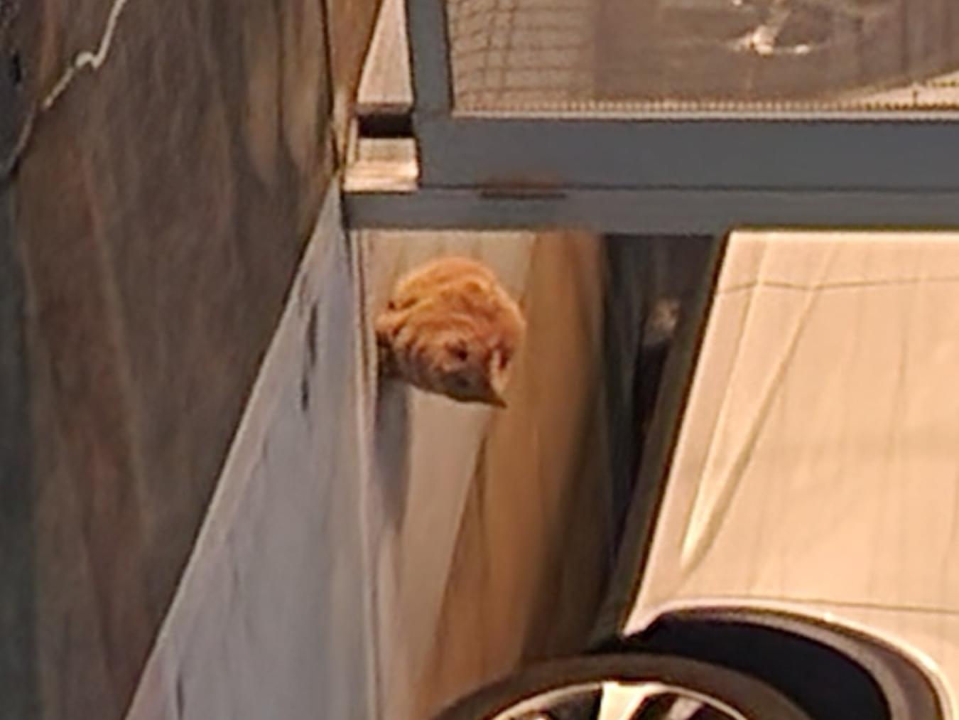 目撃された猫 目撃された猫