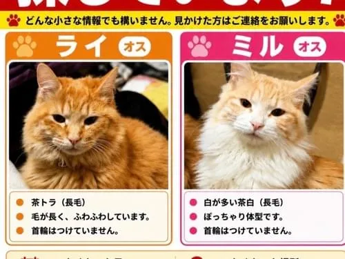 茶トラ猫と白が混じった茶トラ猫を探してます。