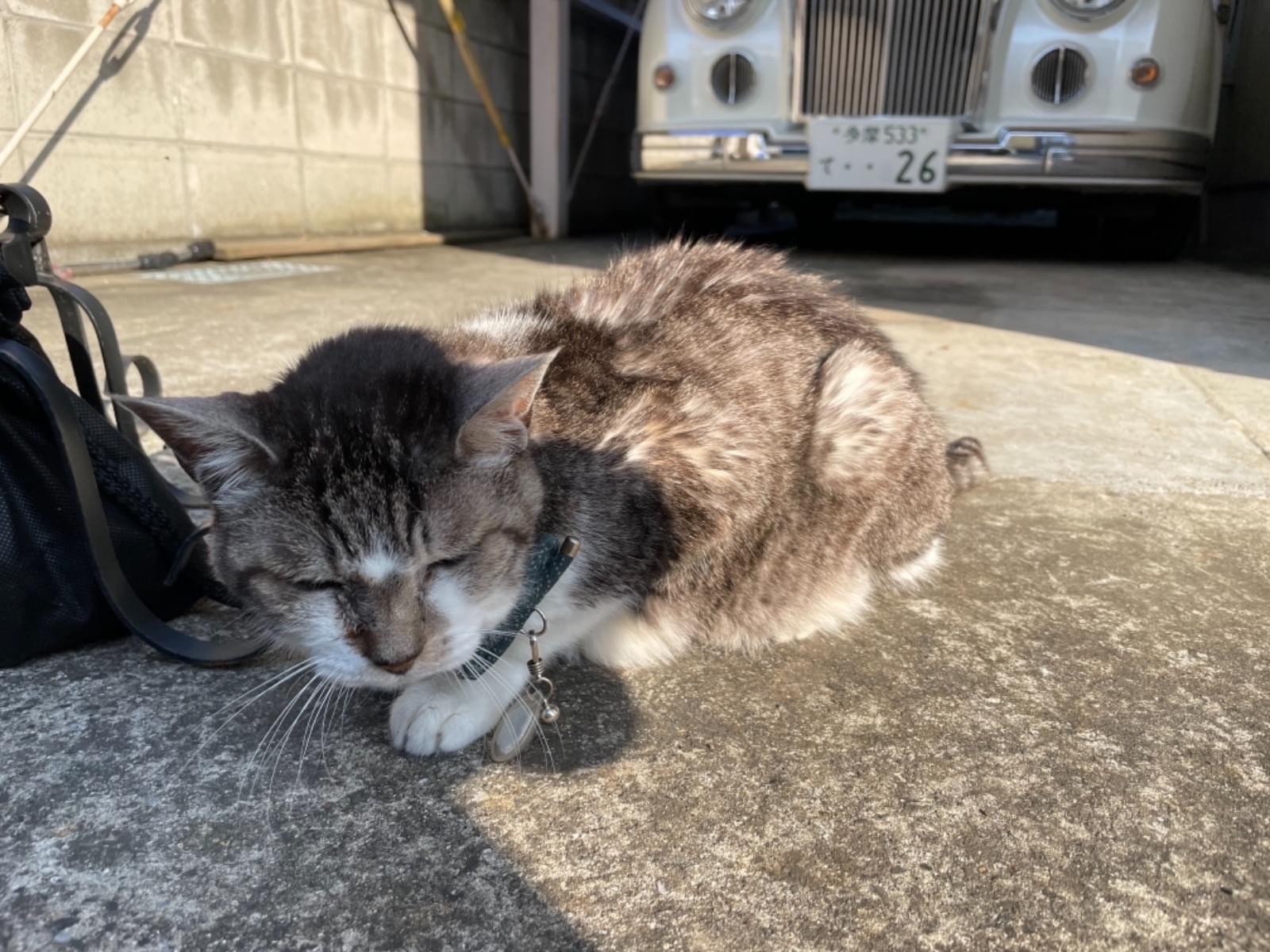 目撃された猫 目撃された猫
