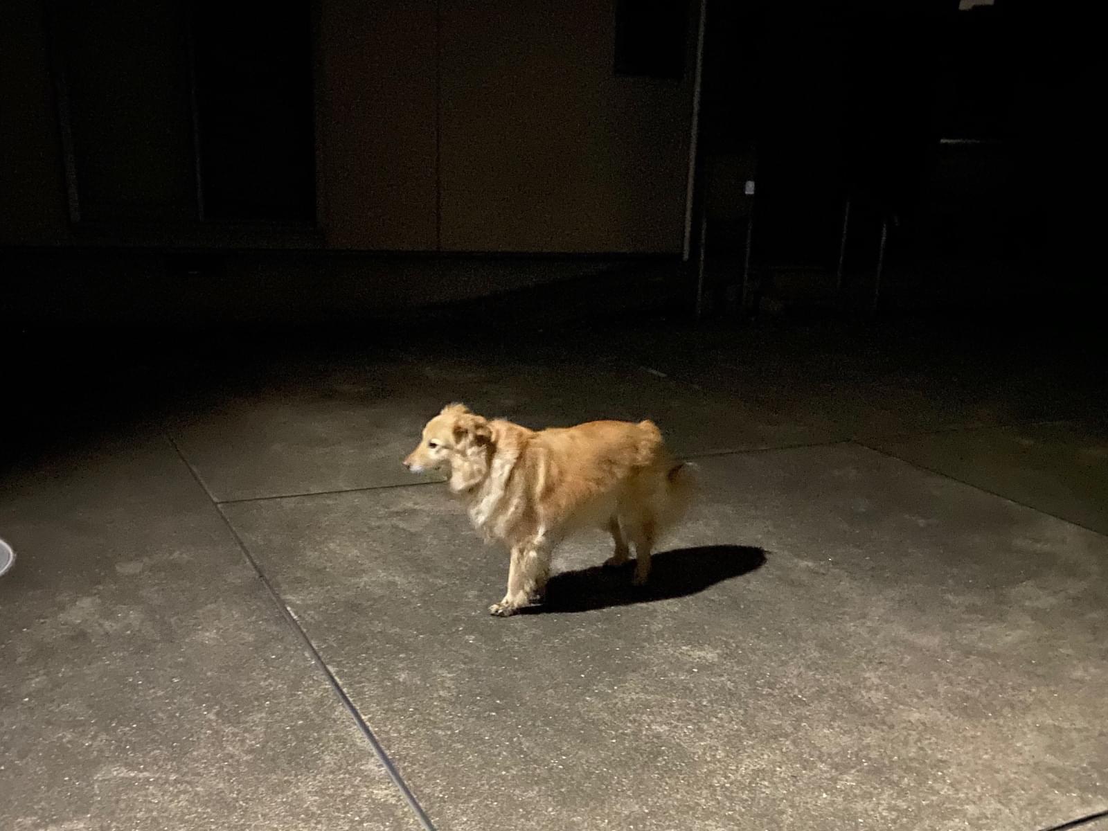 目撃された犬 目撃された犬