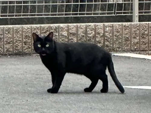 黒猫見つけました