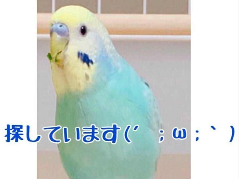 兼続ちゃん 兼続ちゃん