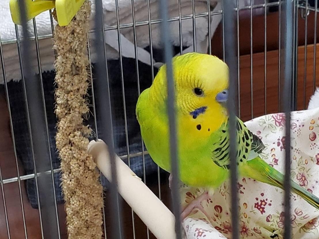 保護された鳥 保護された鳥
