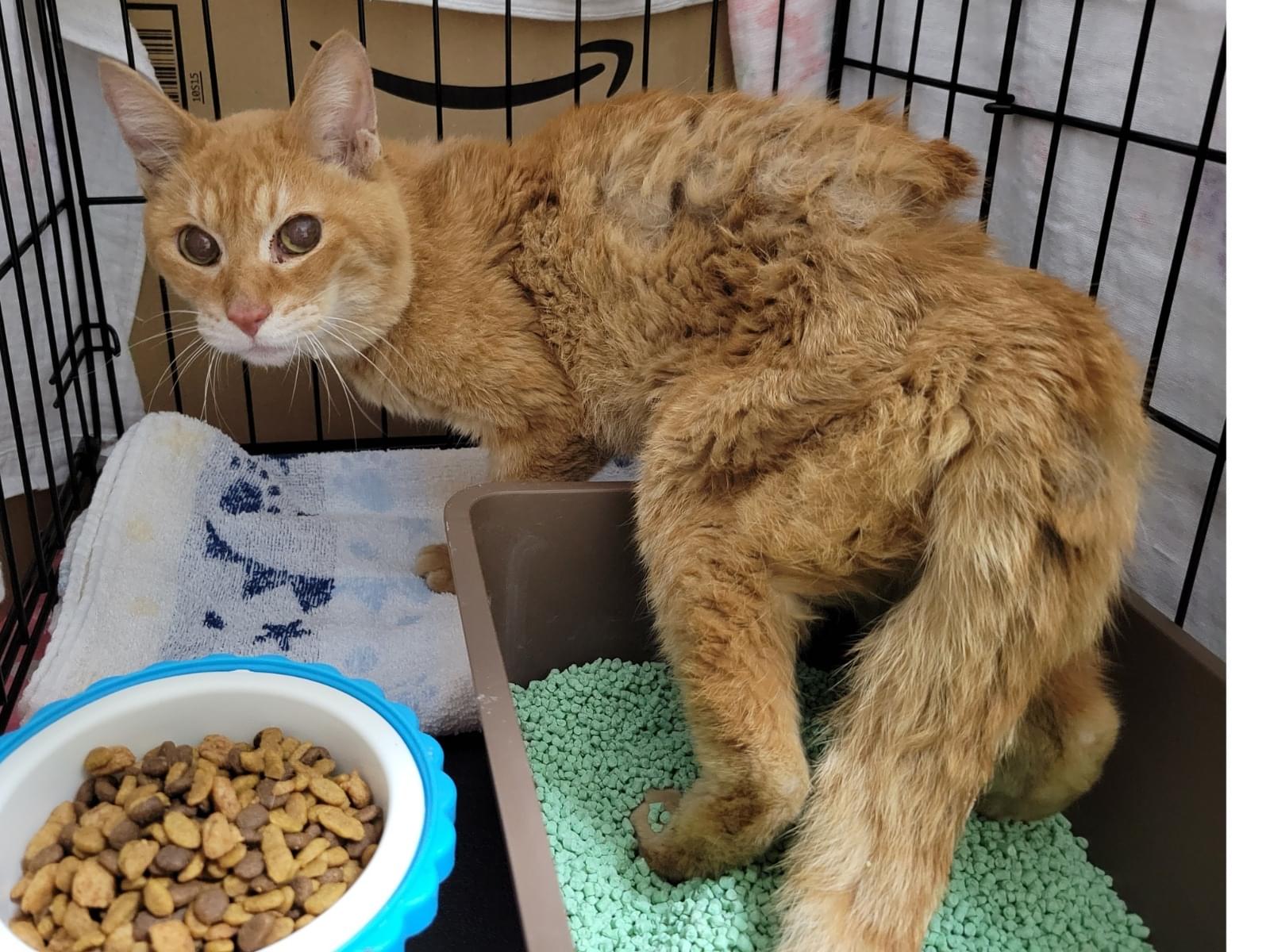 保護された猫 保護された猫
