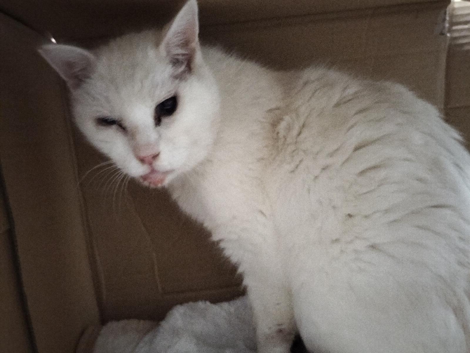 保護された猫 保護された猫