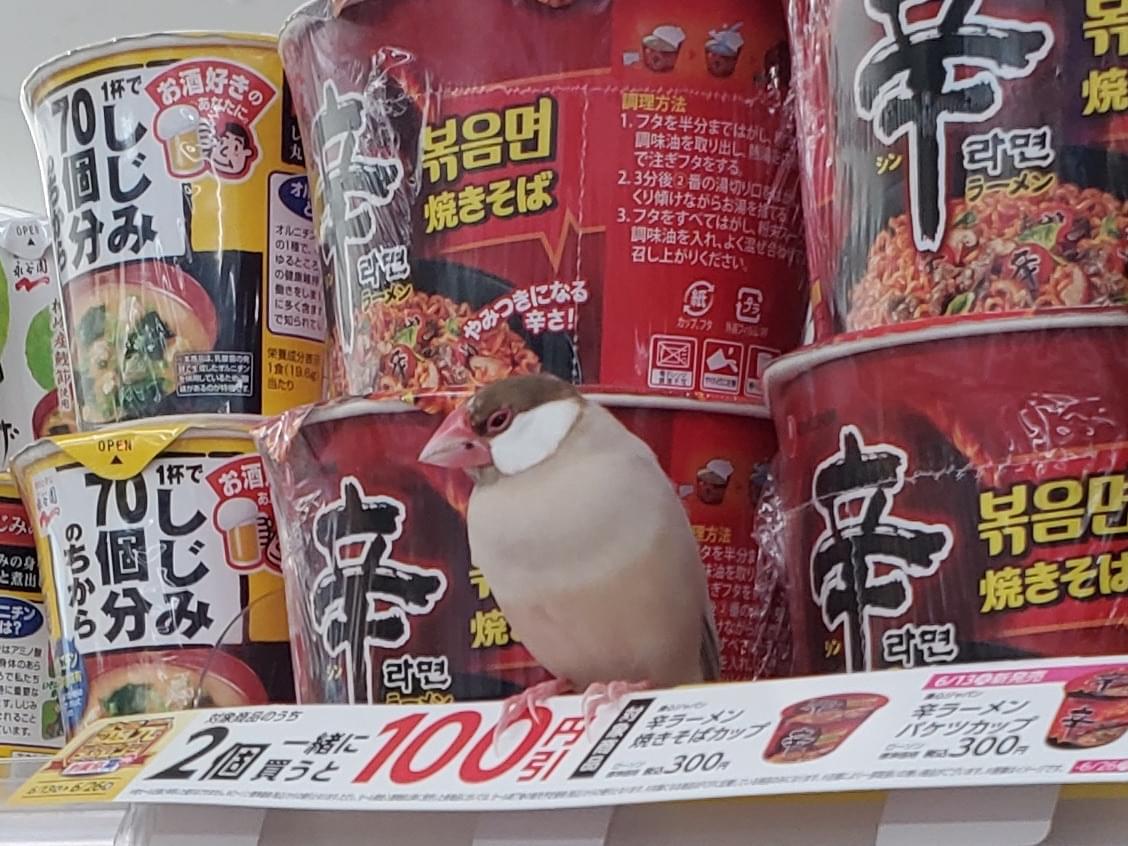 目撃された鳥 目撃された鳥