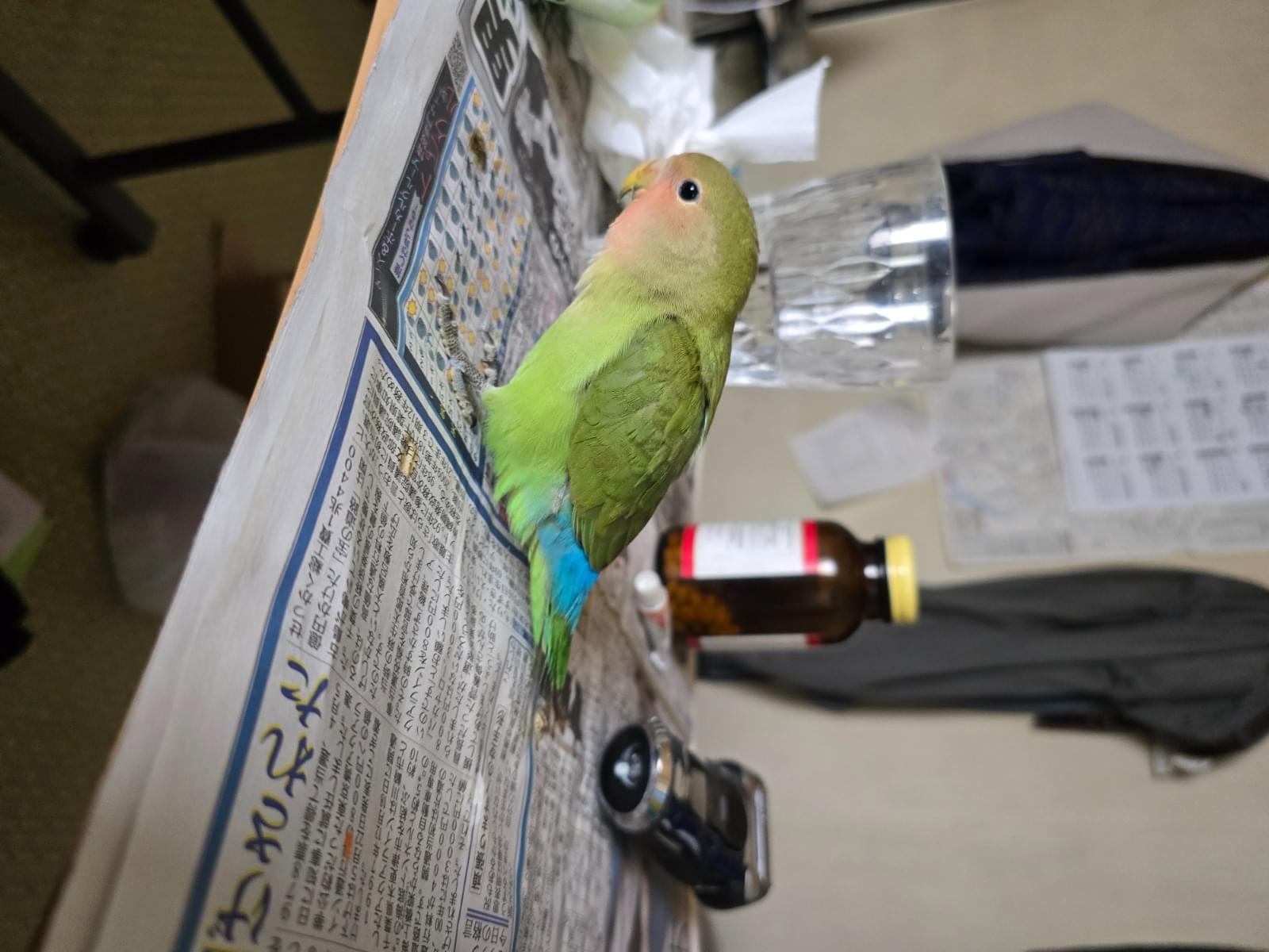 ティッティちゃん ティッティちゃん