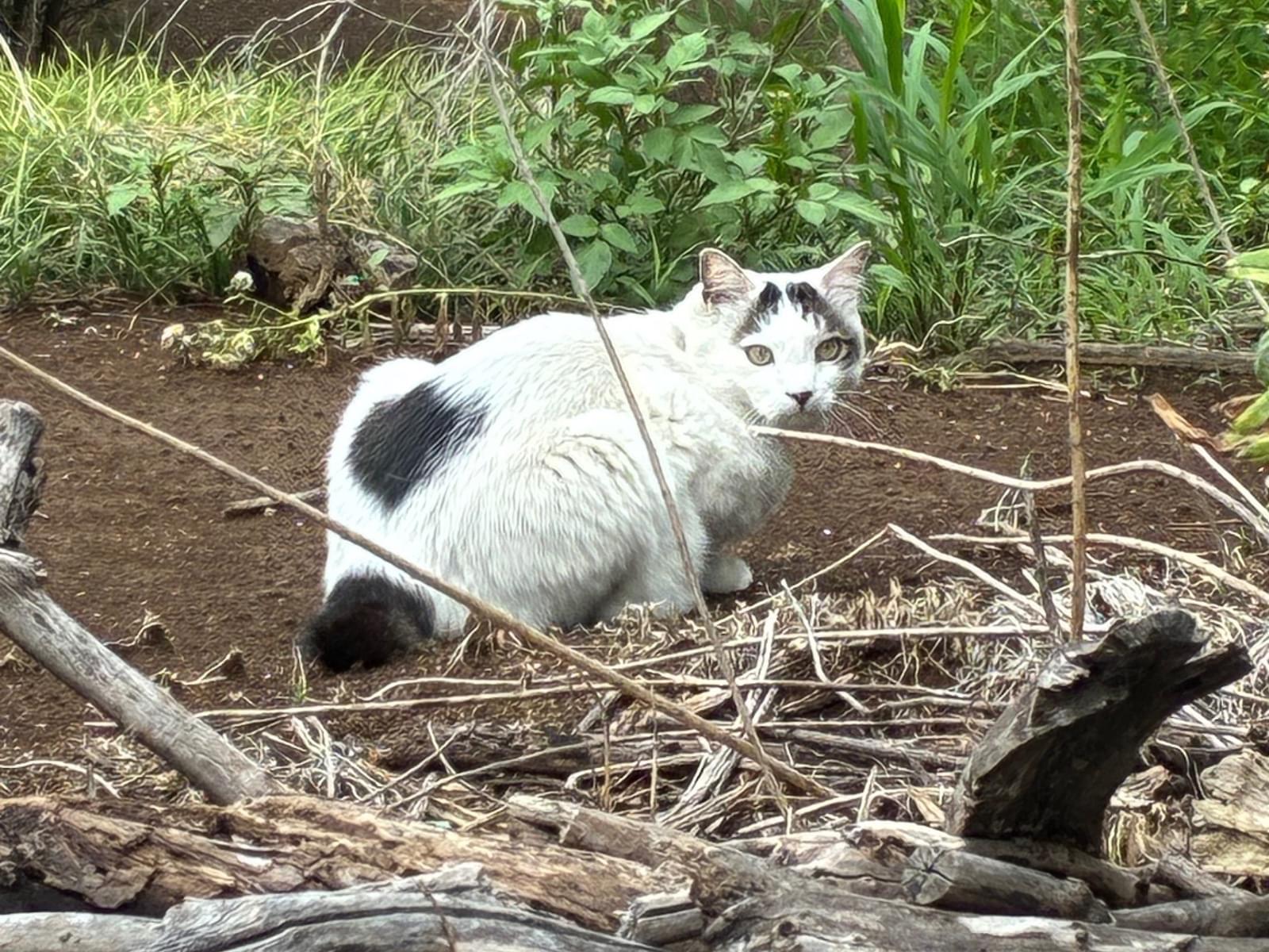 目撃された猫