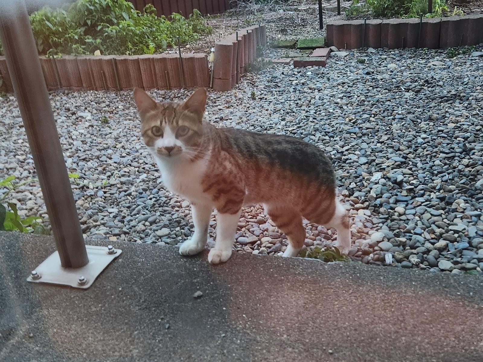 目撃された猫 目撃された猫