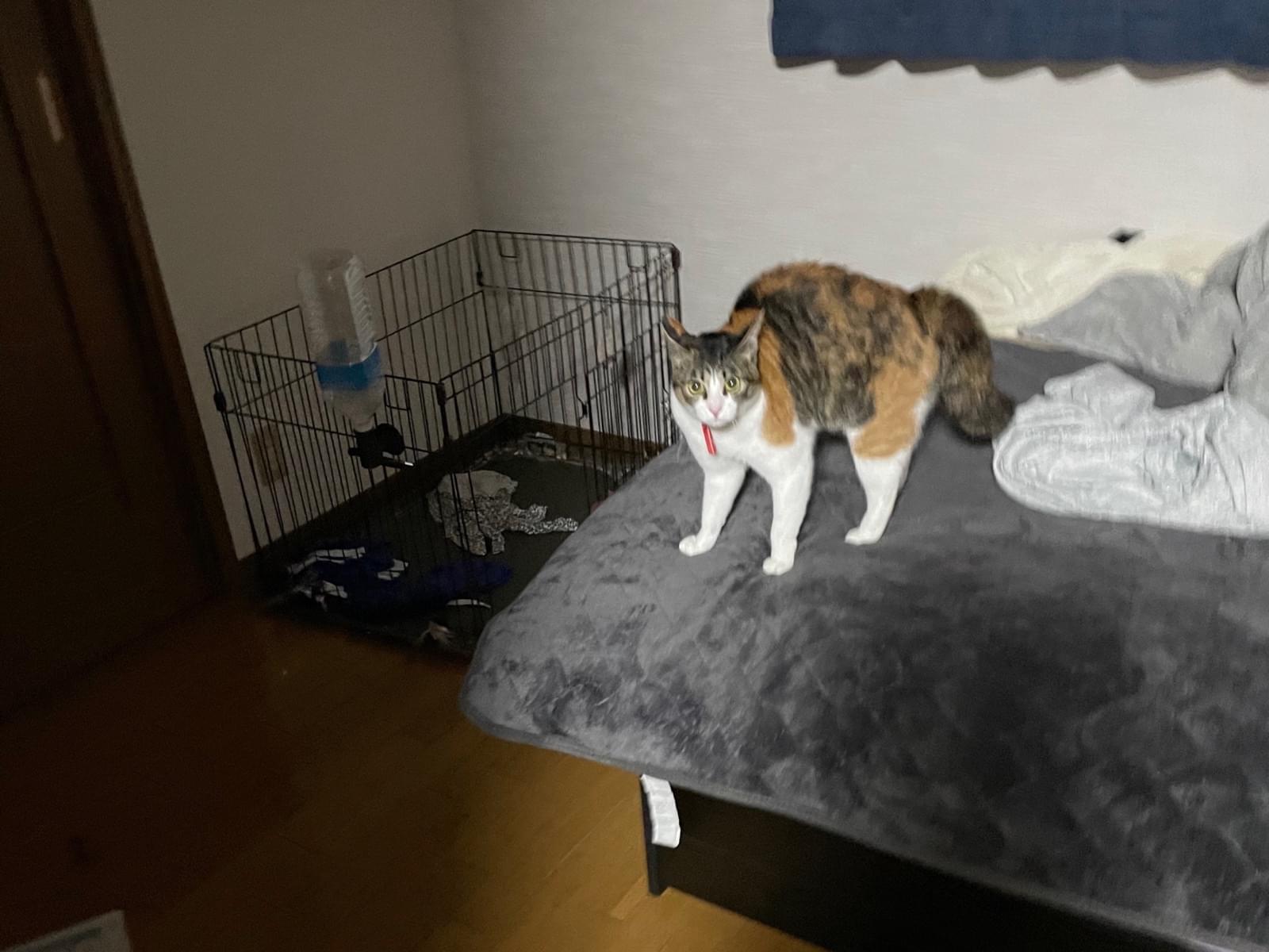 むたちゃん むたちゃん