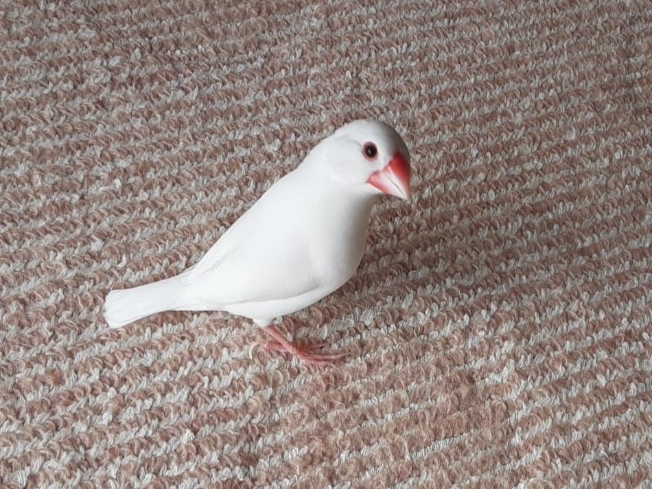 ピーちゃん ピーちゃん