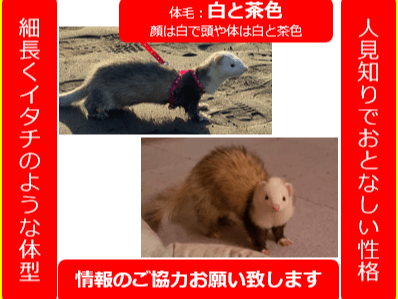 アニーちゃん アニーちゃん