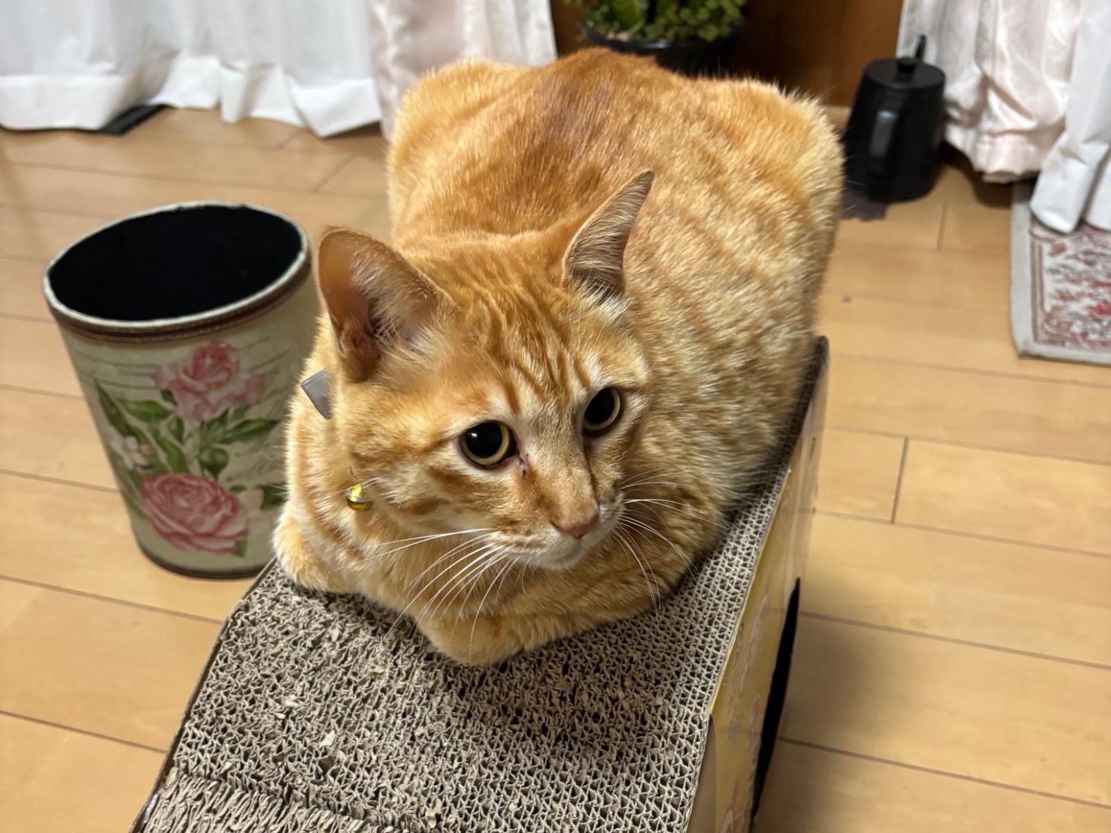 とらまるちゃん とらまるちゃん