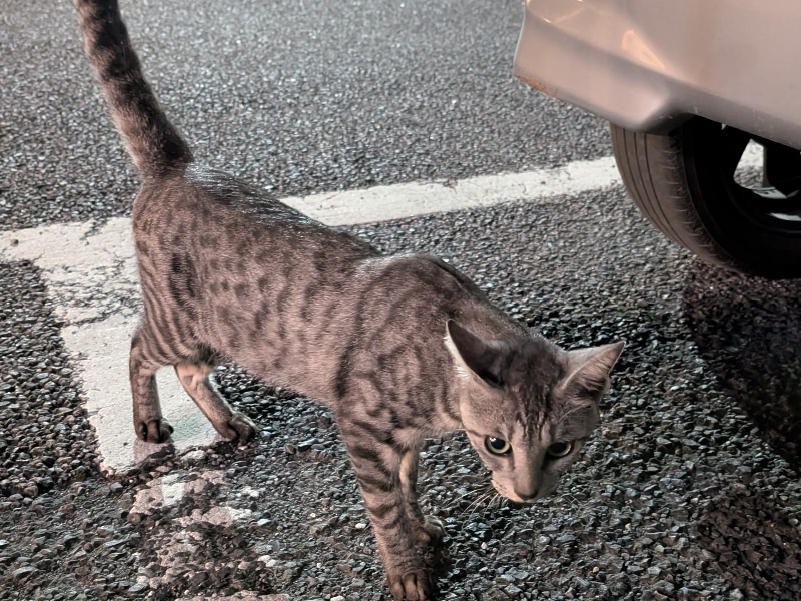 目撃された猫 目撃された猫