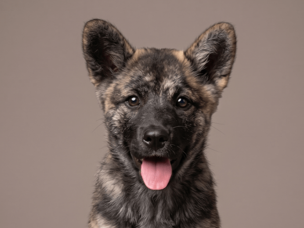 保護された犬