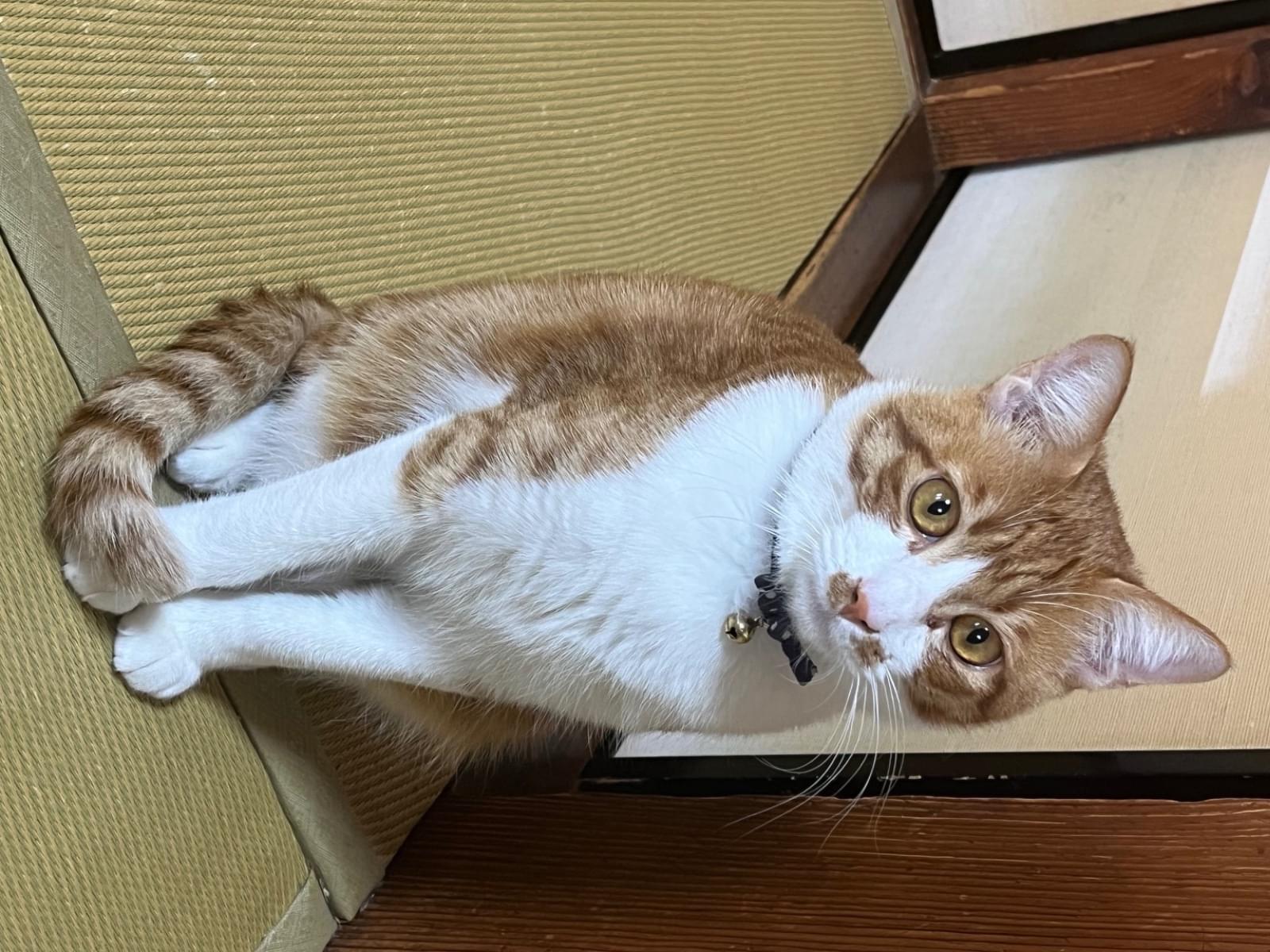 れんちゃん れんちゃん