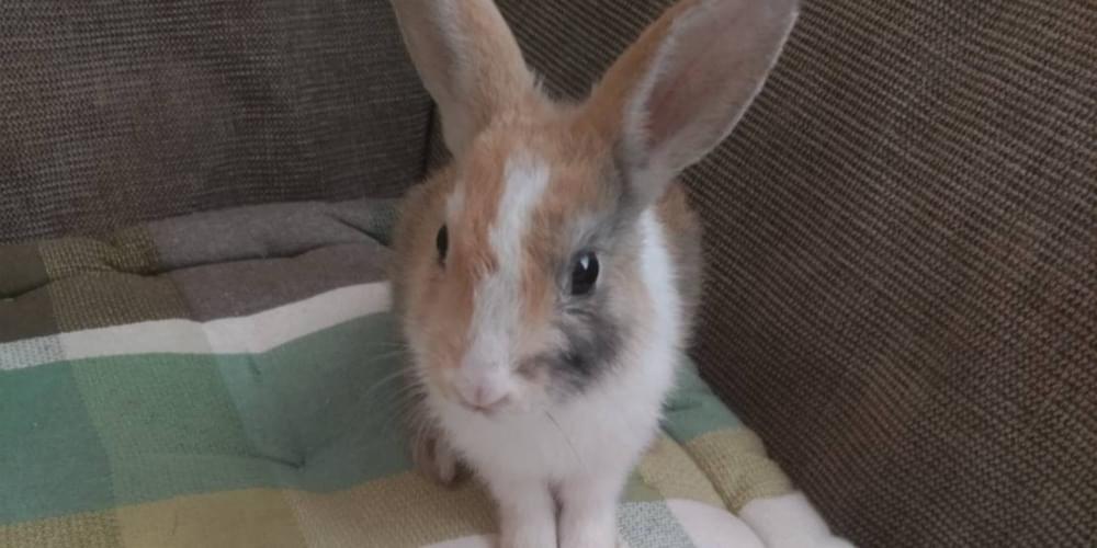 左目、背中、しっぽに黒い模様がある うさぎ探しています