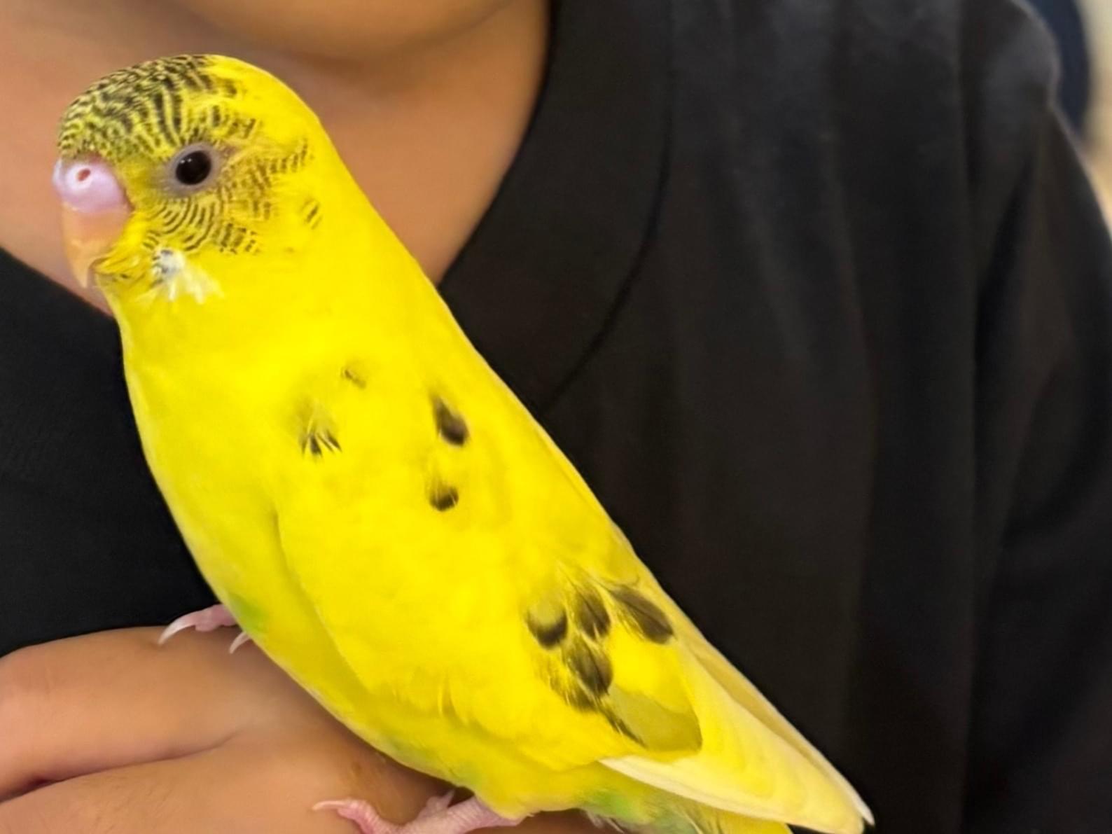 えんぴつちゃん えんぴつちゃん