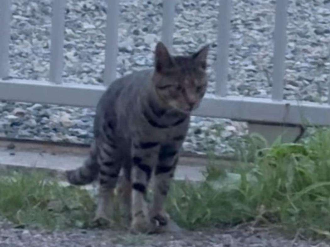 目撃された猫 目撃された猫