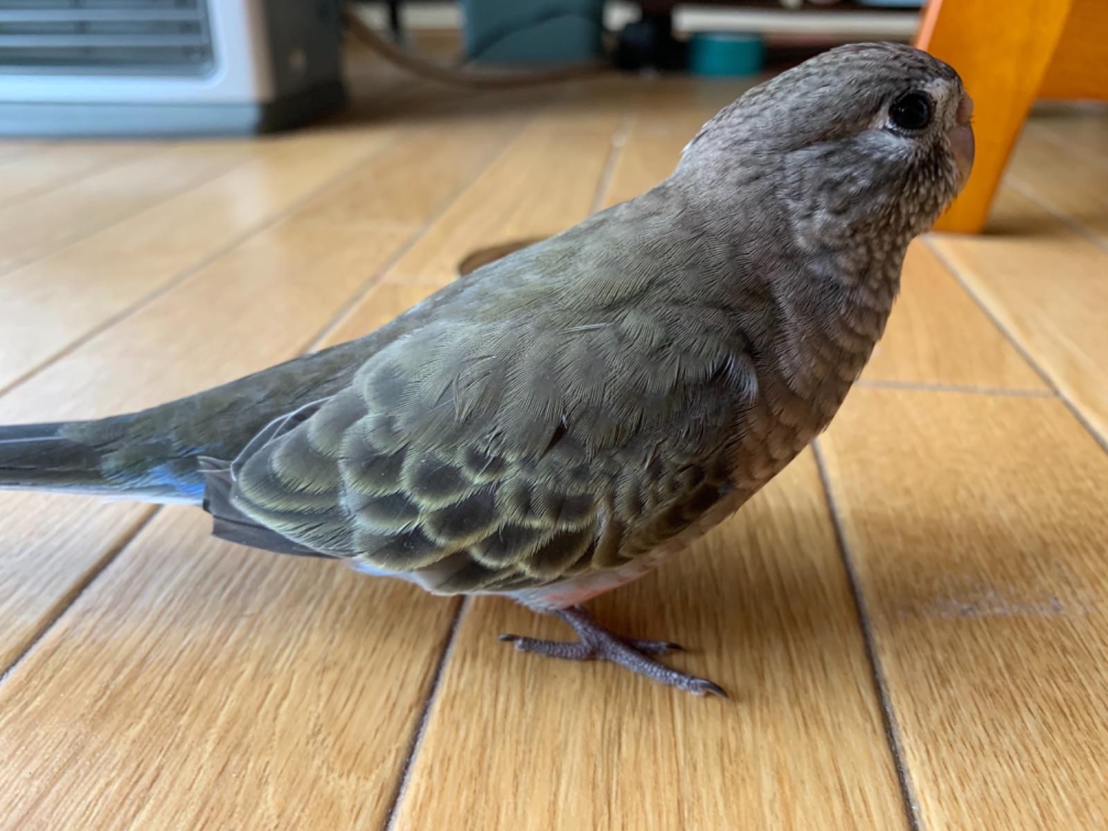 アイビーちゃん アイビーちゃん