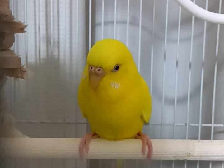 ピコタちゃん ピコタちゃん