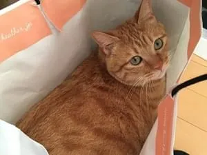 短いかぎしっぽの茶トラ猫を探しています