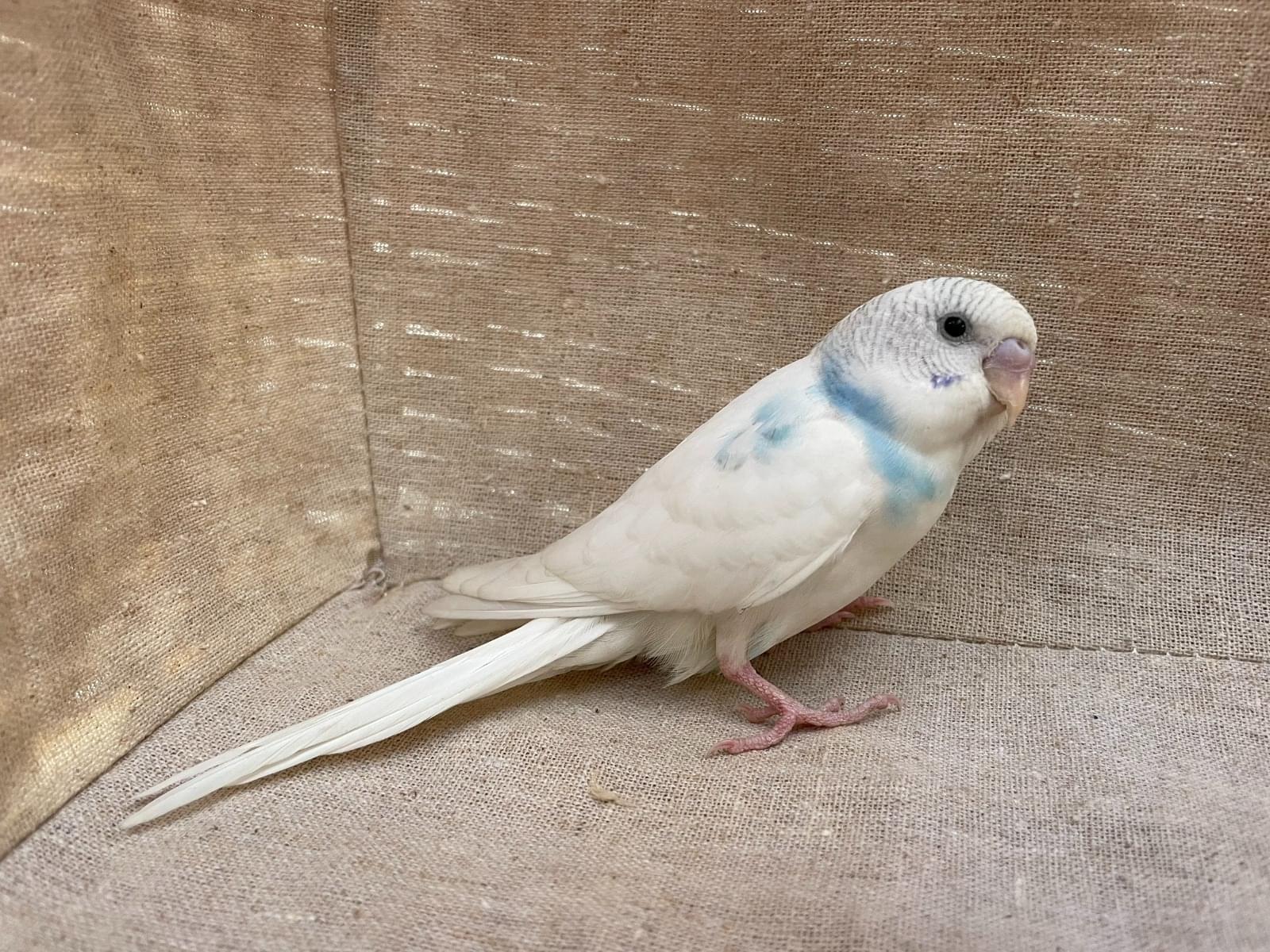 保護された鳥 保護された鳥