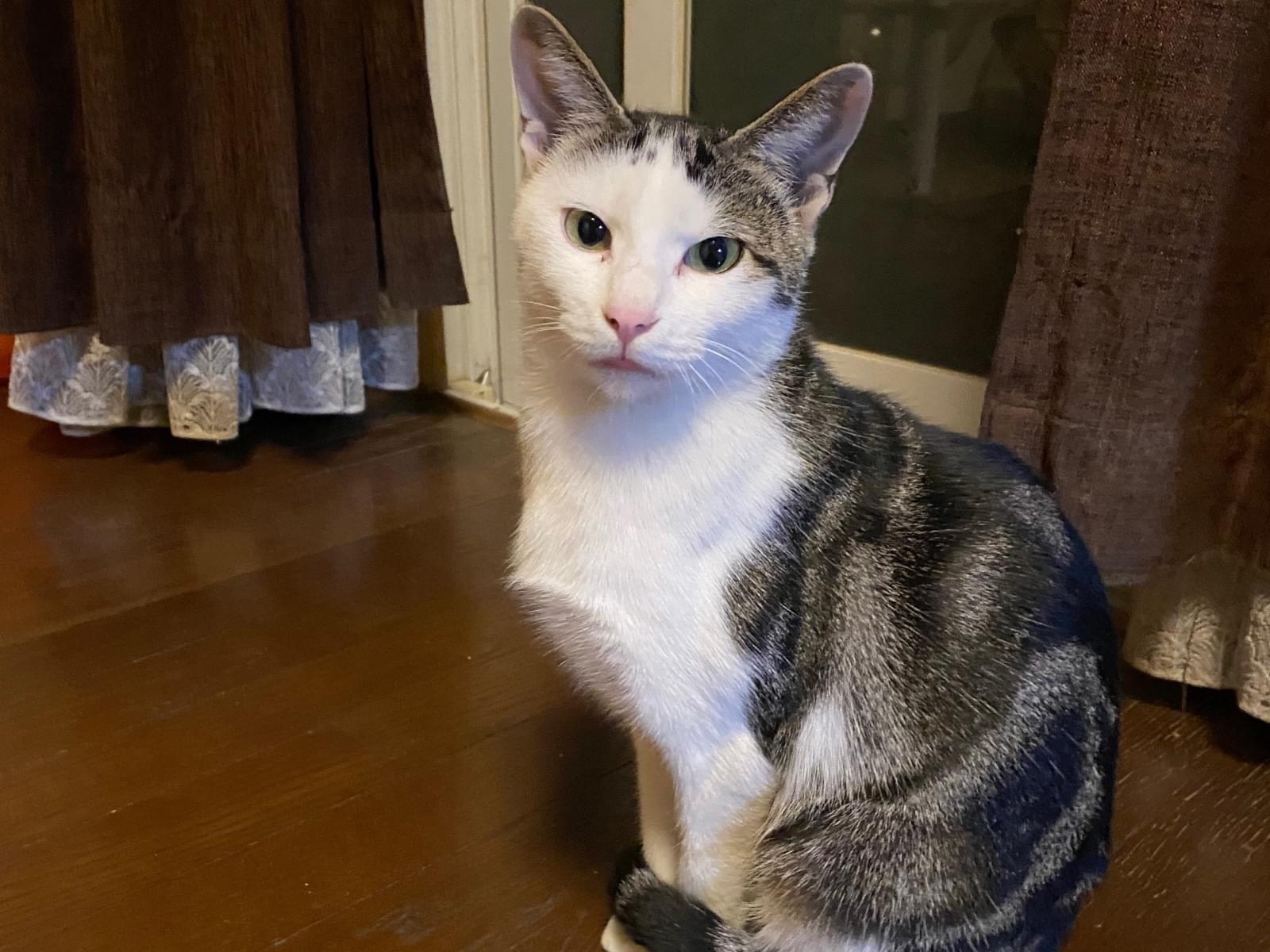 目撃された猫 目撃された猫