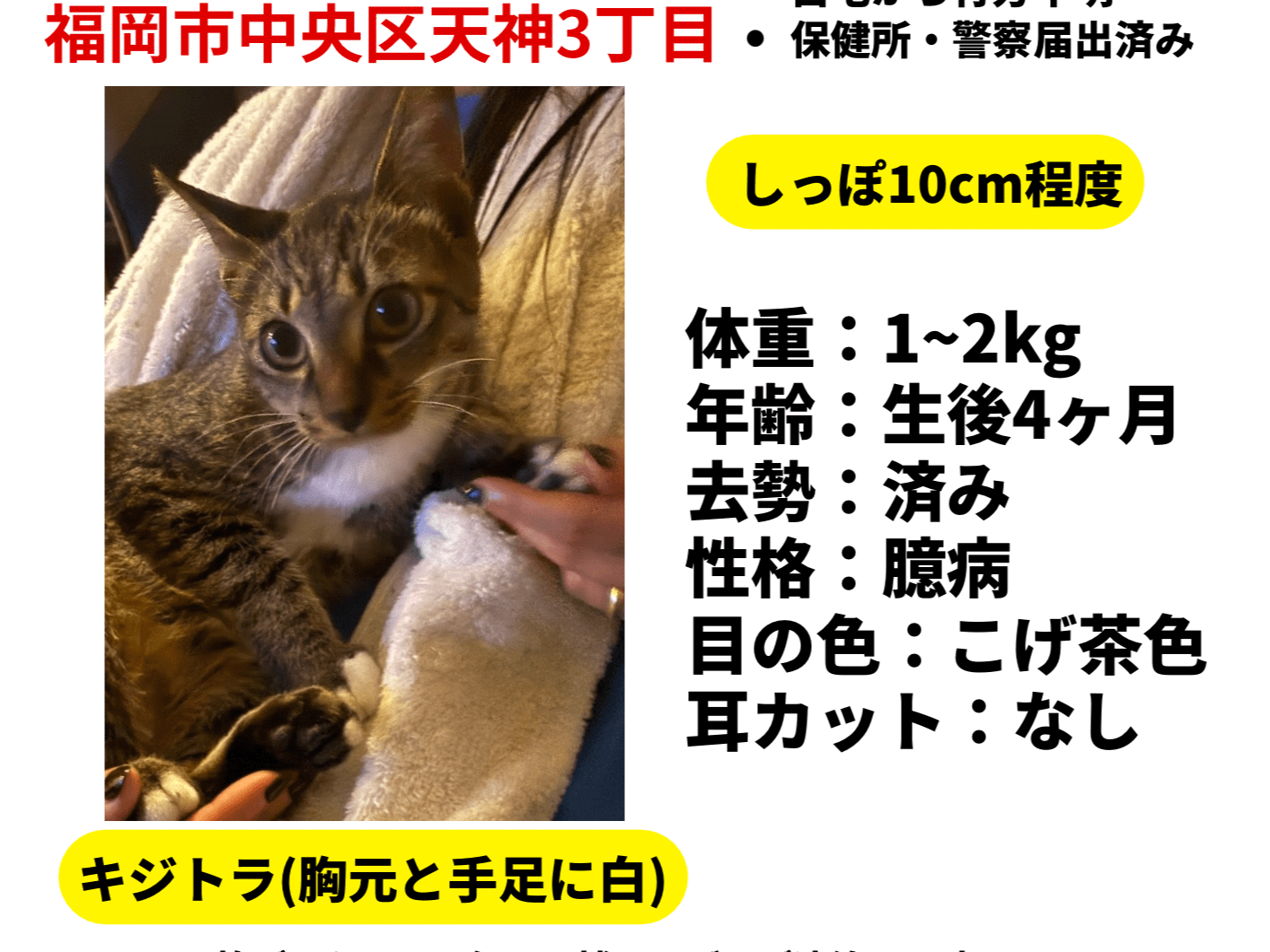 ピピちゃん ピピちゃん