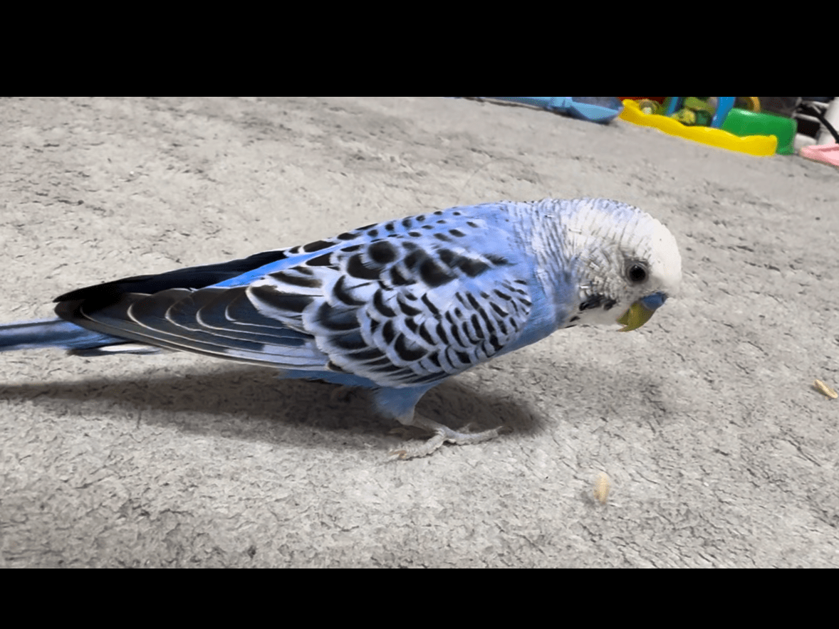 あおちゃん あおちゃん