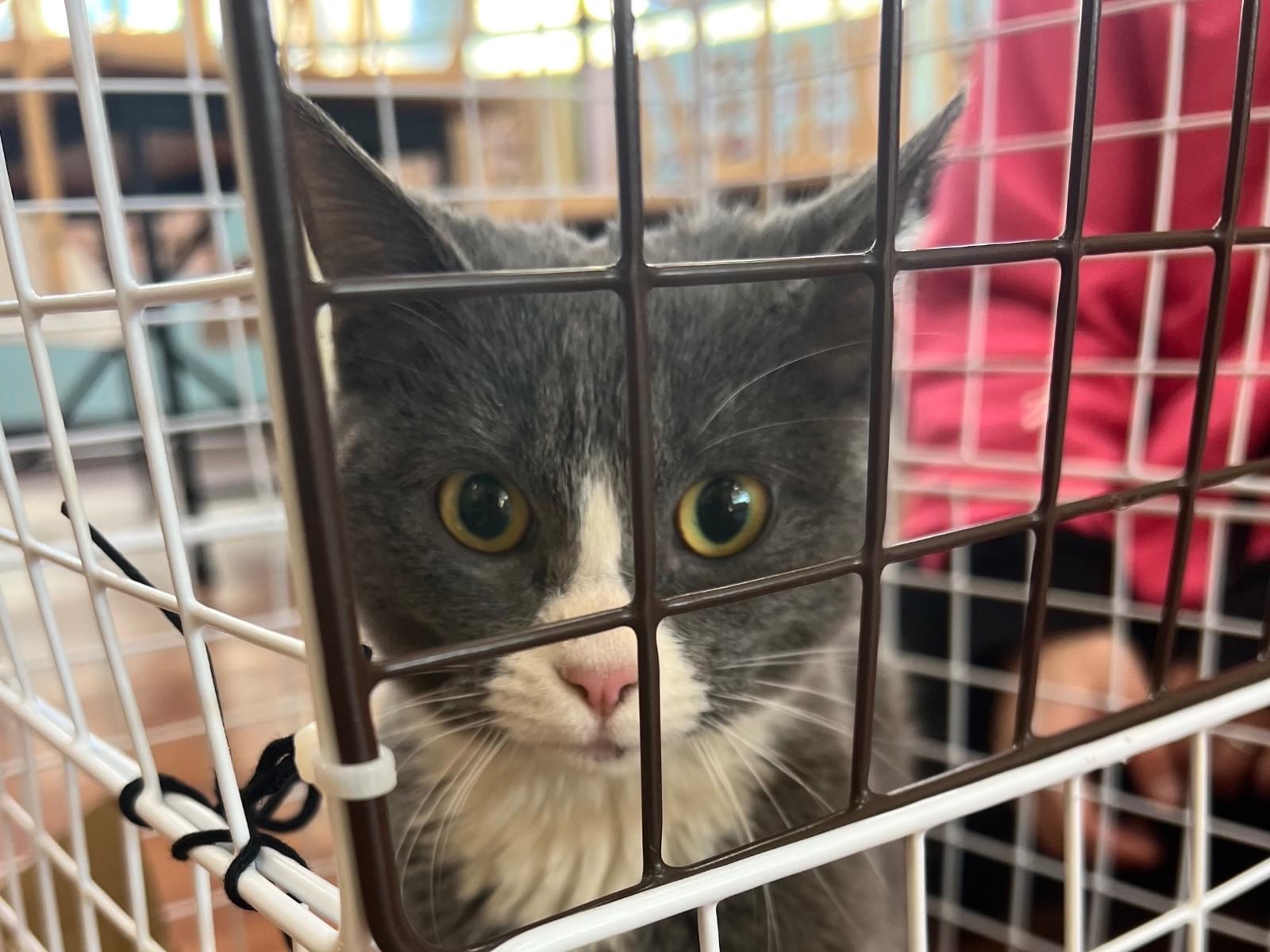 保護された猫 保護された猫