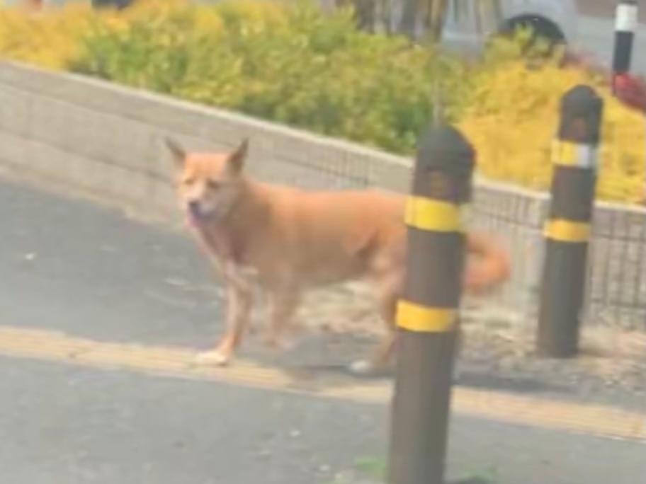 目撃された犬 目撃された犬