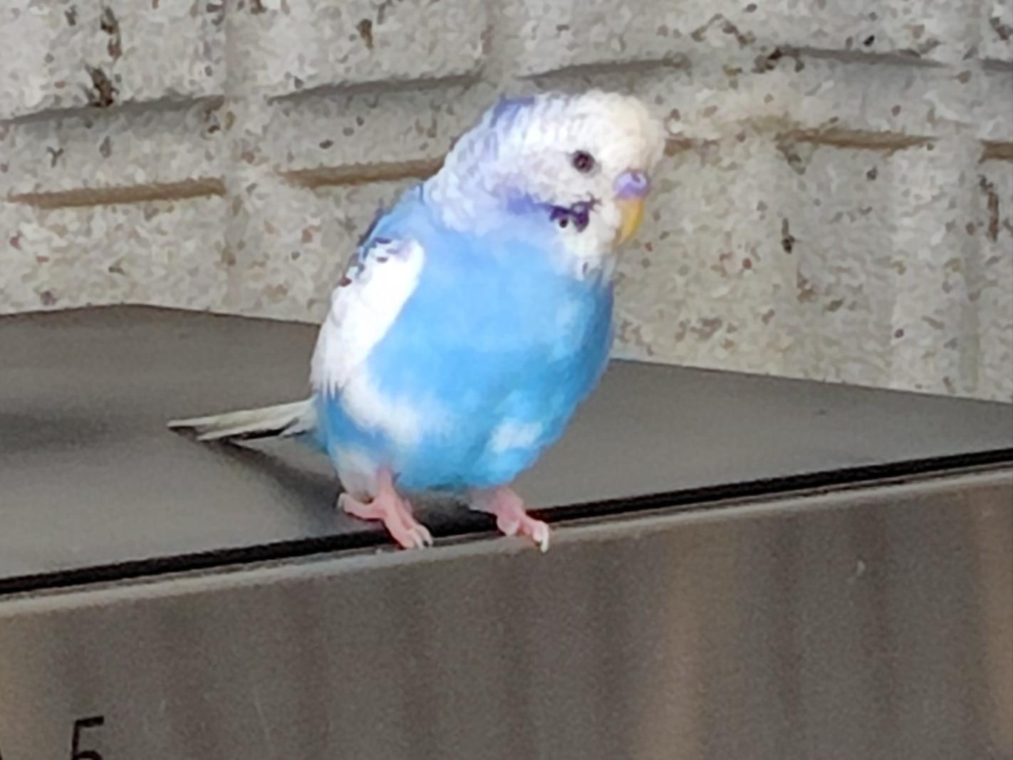 目撃された鳥