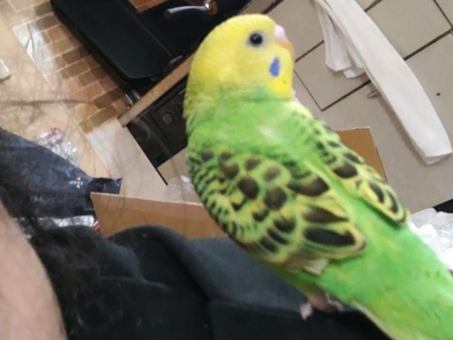チッチちゃん チッチちゃん
