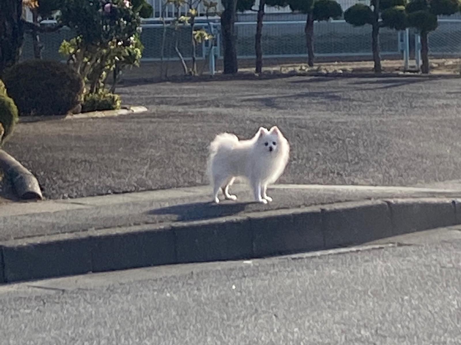 目撃された犬 目撃された犬
