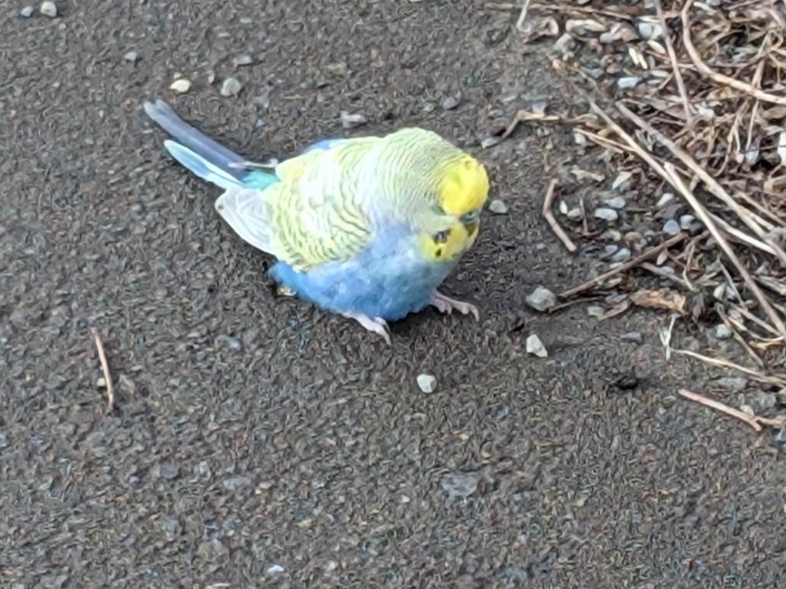 保護された鳥 保護された鳥